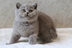 Butlers gezocht voor blauw brits korthaar poesjes, Dieren en Toebehoren, Katten en Kittens | Raskatten | Korthaar, Poes, Gechipt