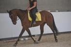 Leuke brave merrie, Dieren en Toebehoren, Paarden, Merrie