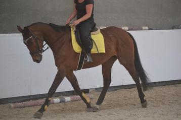 Leuke brave merrie, Dieren en Toebehoren, Paarden, Merrie