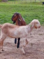 Couple pur anglo-nubien, Animaux & Accessoires, Moutons, Chèvres & Cochons