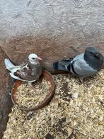 Jonge vliegduiven, Dieren en Toebehoren, Vogels | Duiven