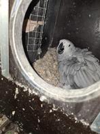 Koppel grijze roodstaart, Dieren en Toebehoren