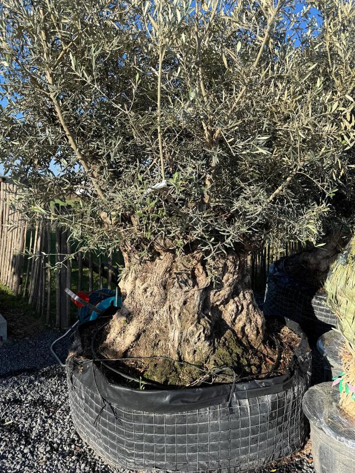 Olijfbomen STUNTVERKOOP, Jardin & Terrasse, Plantes | Arbres, Olivier, 100 à 250 cm, Plein soleil, Été, Enlèvement ou Envoi