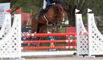 14 jarige merrie, Merrie, 11 jaar of ouder, Gechipt, Recreatiepaard