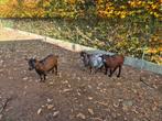 3 dwerg geitjes ter adoptie, Dieren en Toebehoren