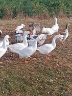 Ganzen, Dieren en Toebehoren, Pluimvee