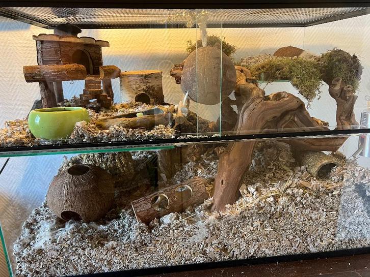 Muizenkooi van glas 100x40x50 met schuifruiten, Animaux & Accessoires, Rongeurs & Lapins | Cages & Clapiers, Neuf, Niche, Moins de 60 cm