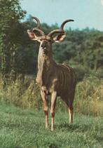 GROTE  KOEDOE   + Mooie postzegel !, Verzenden, 1960 tot 1980, Gelopen, Wild dier