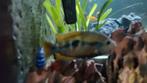 Chicliden ruilen, Dieren en Toebehoren, Vissen | Aquariumvissen