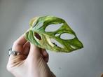 monstera andansonii aurea variegata, Huis en Inrichting, Kamerplanten, Ophalen of Verzenden