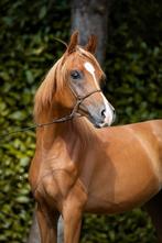 Arabische volbloed ruin, Dieren en Toebehoren, Paarden, Minder dan 160 cm, Gechipt, Ruin, 0 tot 2 jaar