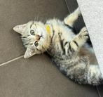 Kittens brits korthaar, Dieren en Toebehoren, Katten en Kittens | Raskatten | Korthaar, Meerdere dieren, Gechipt, 0 tot 2 jaar