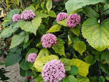 Clerodendrum Bungei – De Pindakaasplant  beschikbaar voor biedingen