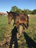 New forstpony merrie en ruin alle twee 3 jarige, Dieren en Toebehoren, Paarden, Ruin