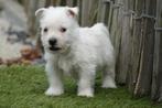 Chiots West Highland White Terrier (chiots Westie), Animaux & Accessoires, Chiens | Jack Russell & Terriers, Autres races, Plusieurs