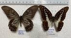 2 x Graphium vlinders uit Sulawesi, Dieren en Toebehoren