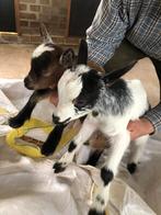 2 dwerggeiten lammetjes., Meerdere dieren, Geit