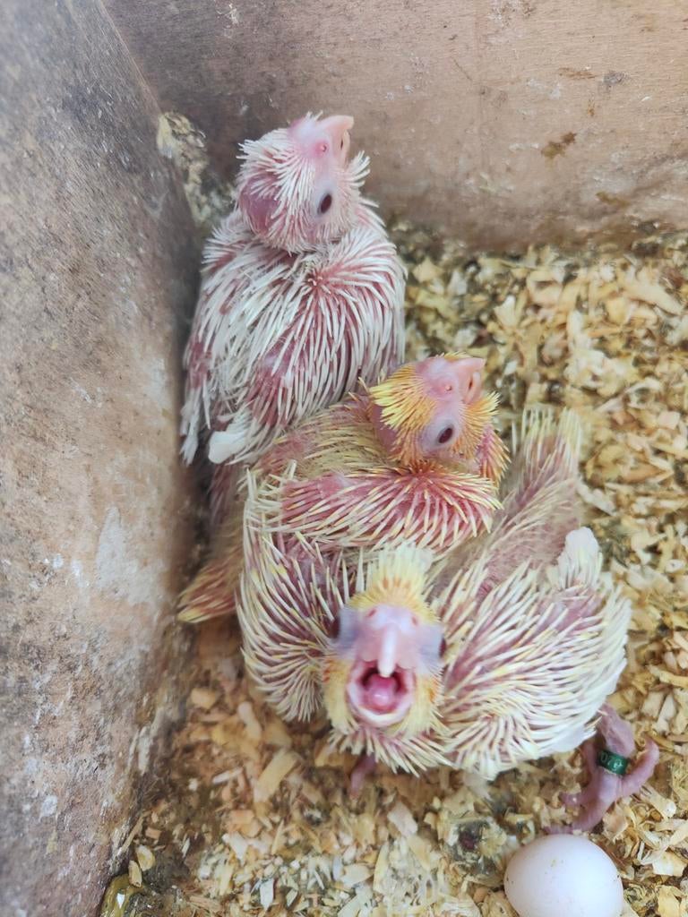 Calopsittes, Perruche, Domestique