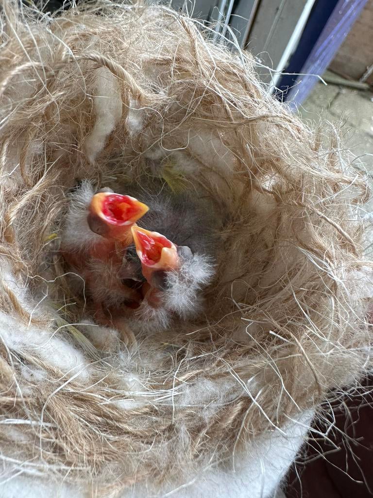 Nestje van 3 jonge putter bastaarden 2026, Geslacht onbekend, Wildzangvogel, Geringd