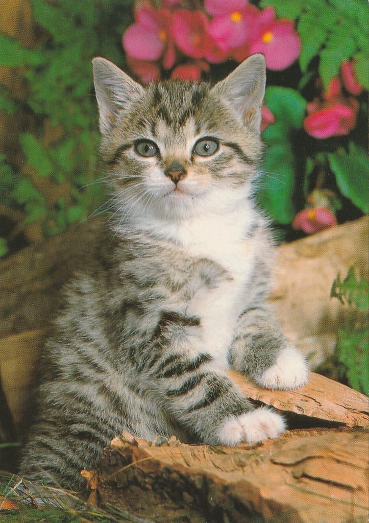 MOOI  KATJE  OP  STUK  HOUT, Collections, Cartes postales | Animaux, Envoi, Non affranchie, Chien ou Chat