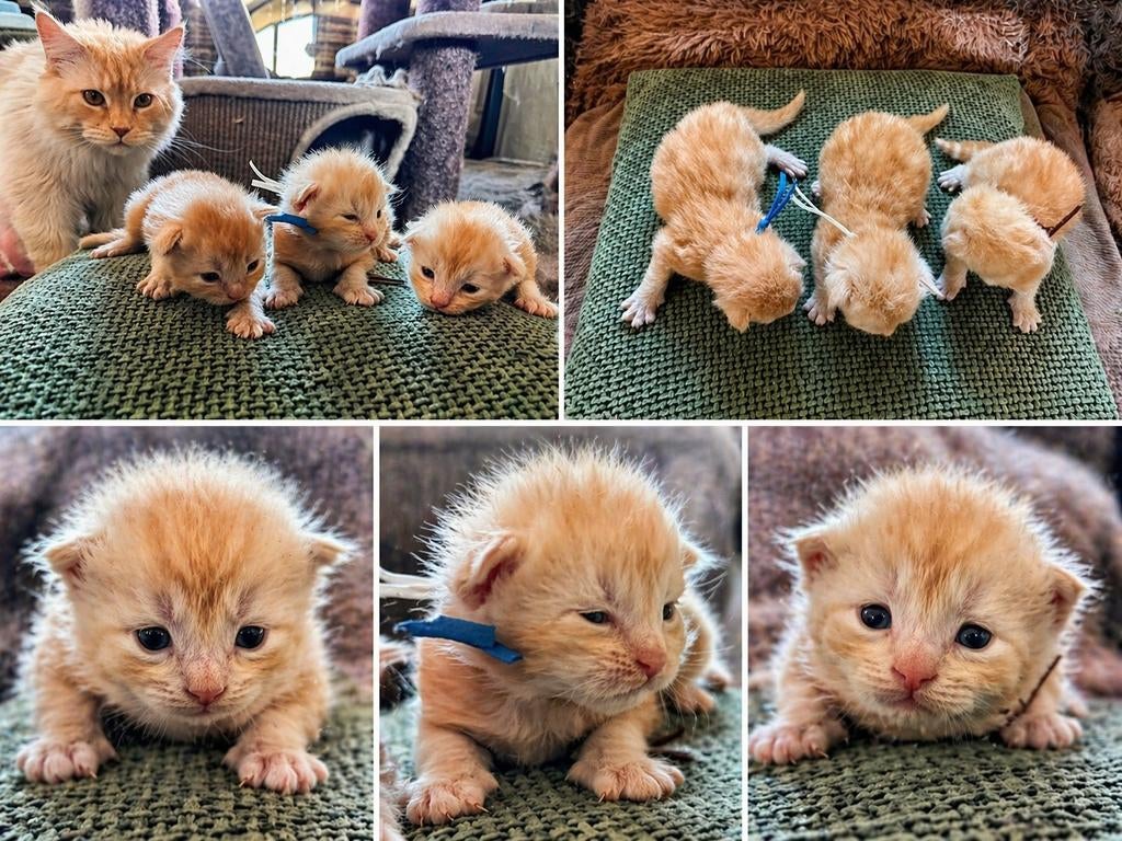 Maine Coon katertjes, Kater, Gechipt, 0 tot 2 jaar