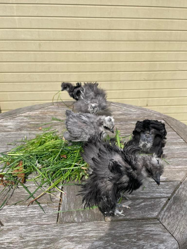 Zijdehoen USA kuikens zwart / grijs, Animaux & Accessoires, Volatiles, Poule ou poulet, Plusieurs animaux