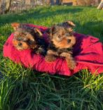 Yorkshire terriërs pups zoeken nieuwe thuis, Yorkshire Terriër, België, Particulier, 8 tot 15 weken