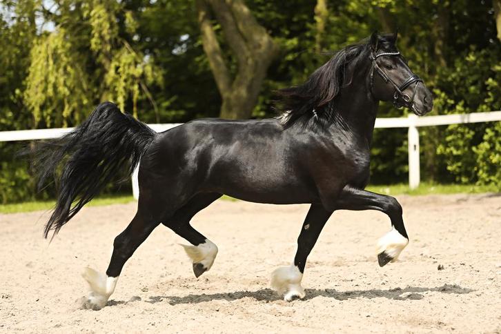 Halve stal aangeboden, Animaux & Accessoires, Chevaux, Hongre