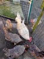 Broedeieren cream legbar