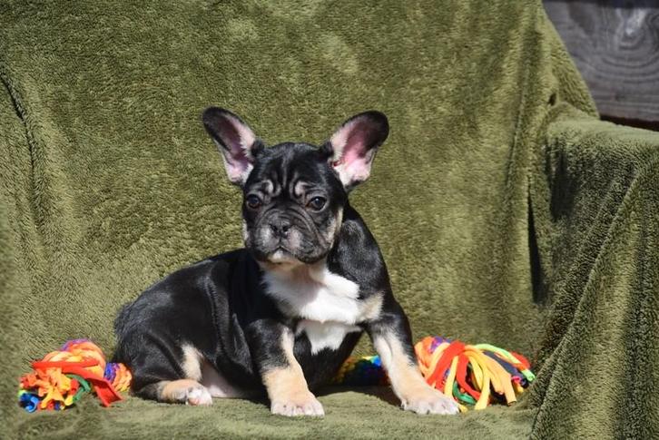 Black and Tan Frans Bulldog pupje, Dieren en Toebehoren, Honden | Bulldogs, Pinschers en Molossers, Meerdere dieren, Bulldog, Fokker | Professioneel