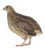 Japanse kwartel hennen jumbo, Dieren en Toebehoren, Pluimvee, Vrouwelijk