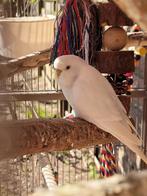 Grasparkietje, Dieren en Toebehoren, Vogels | Parkieten en Papegaaien