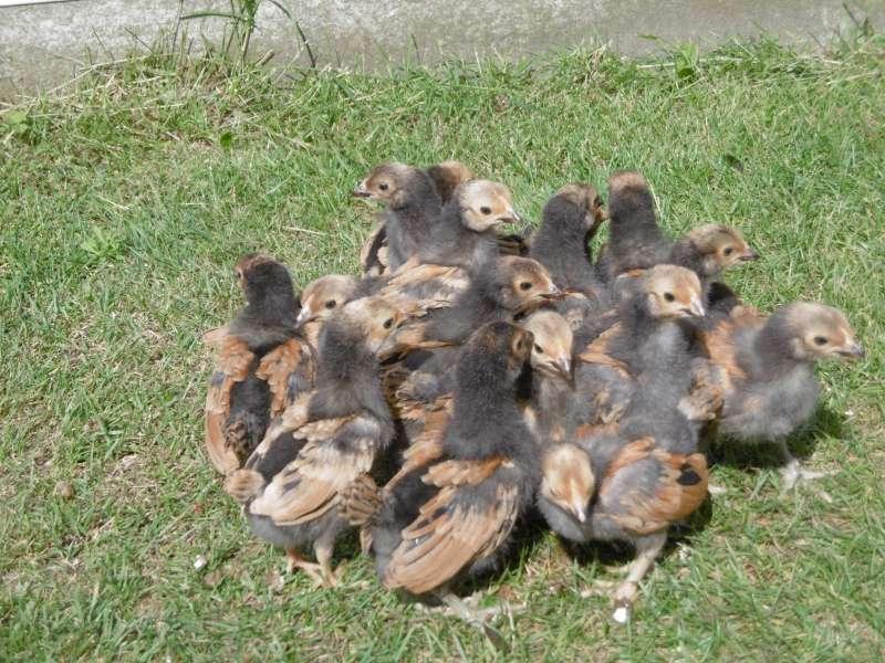 kuikens van vorwerk groothoen, Dieren en Toebehoren, Geslacht onbekend, Kip