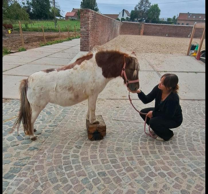 GEZOCHT: weide voor shetlander, Animaux & Accessoires, Box & Pâturages, Pâturage, 1 cheval ou poney