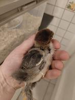 Cochin kuiken, Animaux & Accessoires