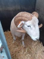 Wilthire horn ram te koop met stamboek