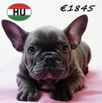 Bouledogue Français, chiots à vendre, 15 semaines à 1 an, Hépatite contagieuse (maladie de Rubarth), Autres races, Plusieurs animaux