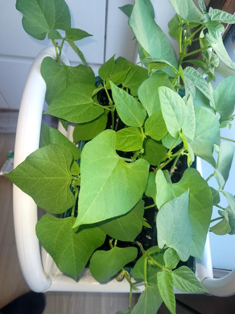 Les semeuses sont, Maison & Meubles, Plantes d'intérieur, Enlèvement