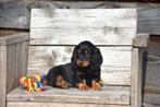 Prachtig langharig Black and Tan Teckel pupje, Dieren en Toebehoren, Honden | Teckels en Dashonden, Parvo, België, 8 tot 15 weken