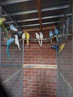 halsbanden 24, Dieren en Toebehoren