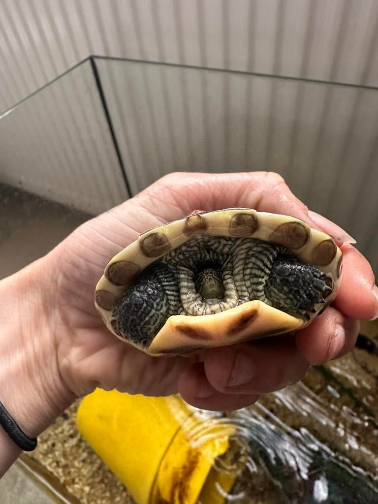 Gratis waterschildpad