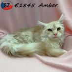 Amber, Maine Coon (crème) chaton à vendre, Chatte ou Chat, Vermifugé, 0 à 2 ans