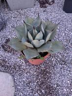 Agave, Ophalen