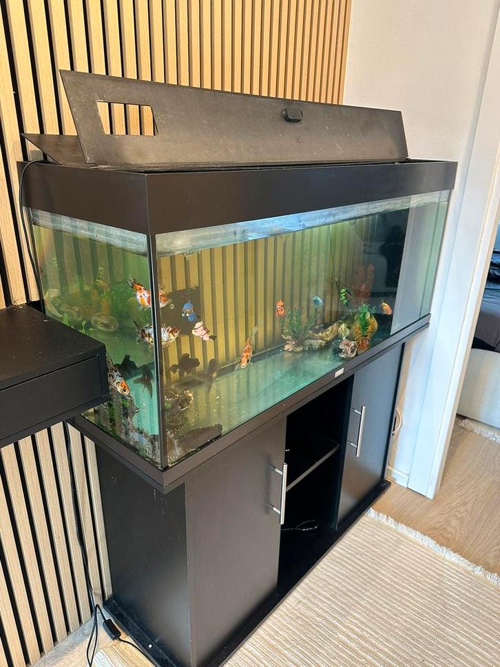 JUWEL aquarium compleet met kast — klaar voor gebruik, Dieren en Toebehoren, Vissen | Aquaria en Toebehoren, Zo goed als nieuw