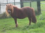 Vos shetlander, Dieren en Toebehoren, Met stamboom, Niet van toepassing, Hengst, A pony (tot 1.17m)