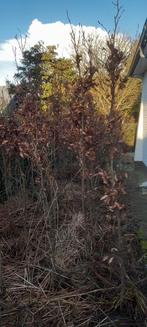Beukenhaag., Tuin en Terras, Planten | Bomen, Ophalen, Overige soorten