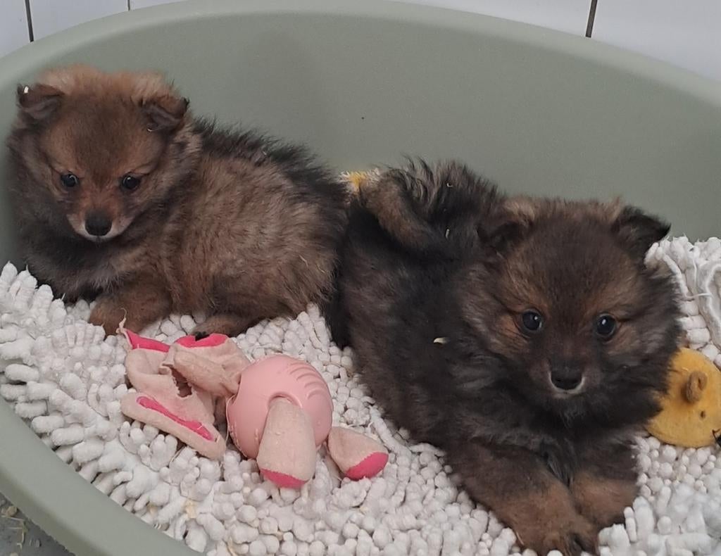 Dwergkeesjes, Dieren en Toebehoren, Honden | Poolhonden, Keeshonden en Oertypen, Parvo, België, Keeshond, 8 tot 15 weken