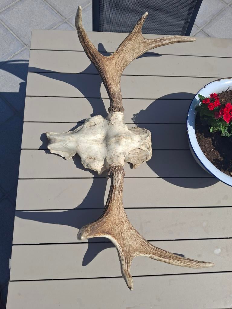 Schedel eland, Ophalen