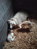 Mouton avec 2, Animaux & Accessoires, Mouton