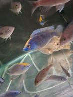 Cichlides malawi protomelas mara rock